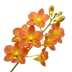 Fototapeta premium A delicate cluster of vibrant orange and yellow orchid flowers in bloom isolated on transparent background