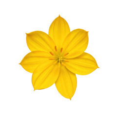 Fototapeta premium A vibrant yellow flower with delicate petals and a central cluster of stamens isolated on transparent background