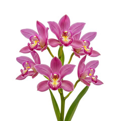 Obraz premium A cluster of delicate pink orchids with soft green stems and leaves isolated on transparent background