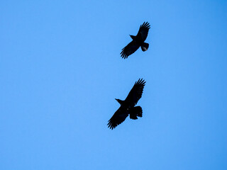 Fototapeta premium Schwarzmilan, Milvus migrans und Kolkrabe, Corvus corax und Rabenkrähe, Corvus corone