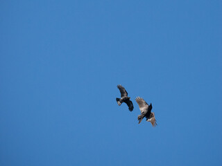 Fototapeta premium Schwarzmilan, Milvus migrans und Kolkrabe, Corvus corax