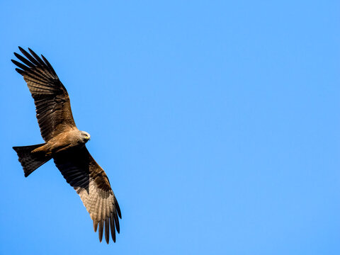 Schwarzmilan, Milvus migrans