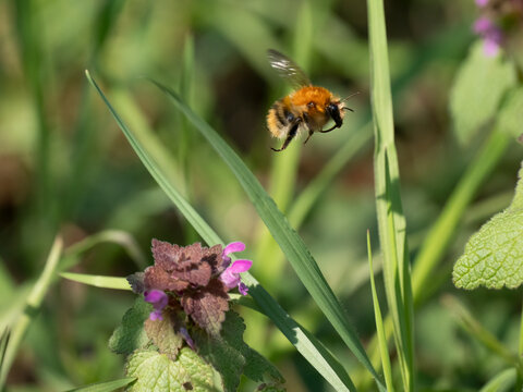 Ackerhummel, Bombus pascuorum