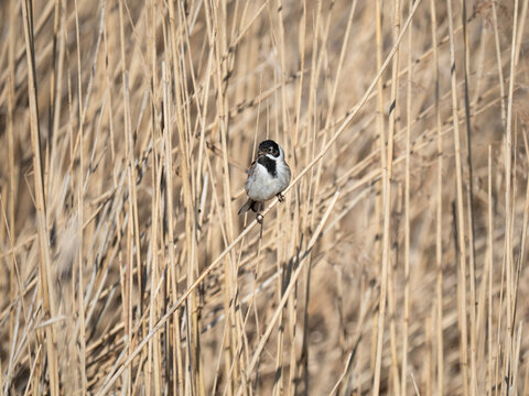 Rohrammer, Emberiza schoeniclus