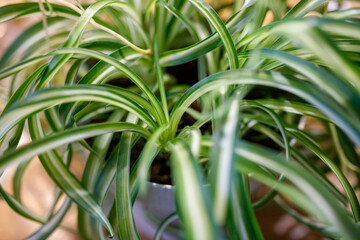 Obraz premium Spider plant with long, striped leaves in indoor pot