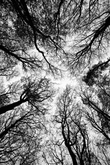 Drzewa © jakubmilczuk