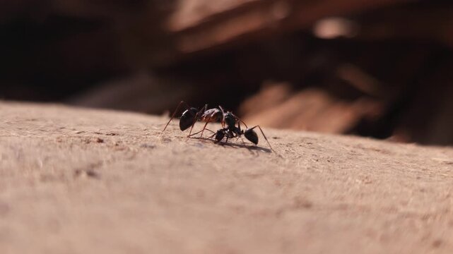 Two Black Ants Fighting in Macro Close Up | Insect Behavior Wildlife Scene India Nature