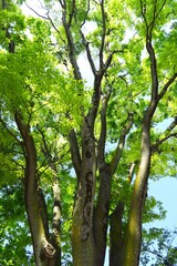 Fototapeta premium 朝の公園の木漏れ日の新緑の欅風景