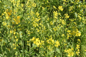Fototapeta premium field of dandelions