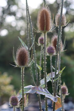 Group of teasel flower heads in summer