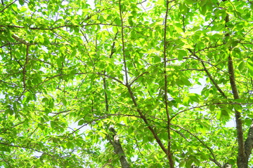 Fototapeta premium 初夏の朝の公園の新緑の桜の木と青空