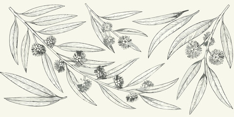 Delicate botanical illustration of eucalyptus branches and flowering buds © Suvro
