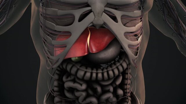 Human liver anatomy 3D animation