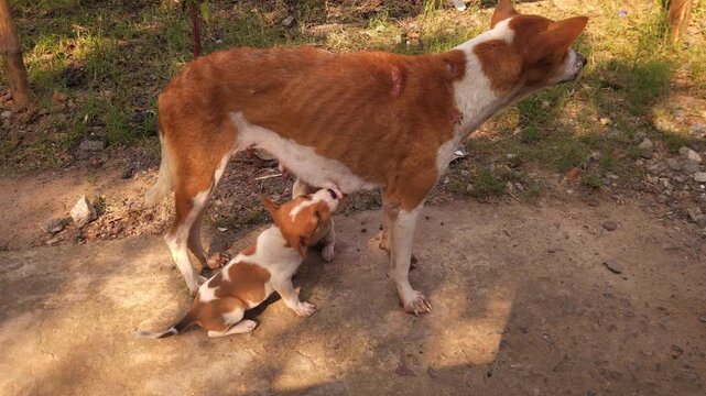 Mother Dog Feeding Puppies Close Up, Stray Dog Nursing Young in Outdoor Environment, Animal Maternal Care and Nurturing Behavior, Natural Wildlife Street Scene India 4K