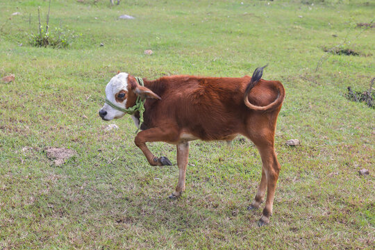 Calf in agriculture farm