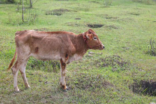 Calf in agriculture farm