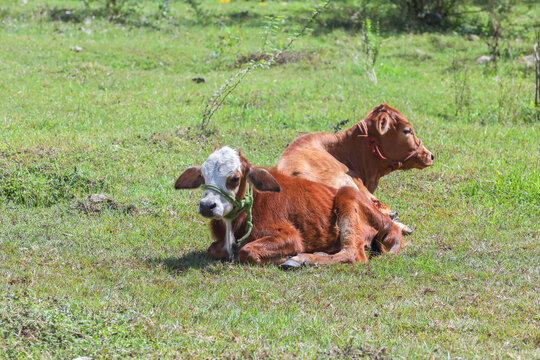 Calf resting in agriculture farm