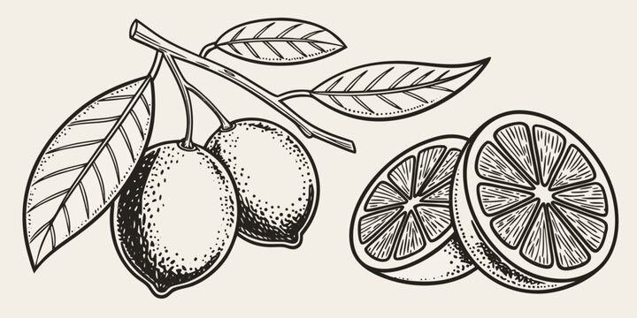 Vintage style illustration of citrus fruit including kumquats and a sliced orange