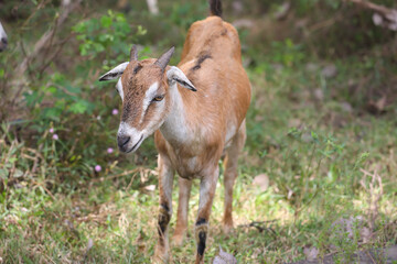 Obraz premium Goats Grazing green leaves in rural area