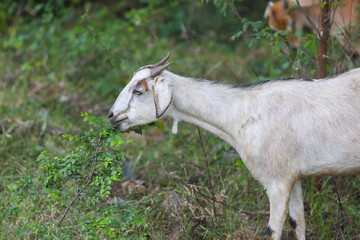 Obraz premium Village goatGoat Grazing small plants in rural area enjoying fresh green leaves