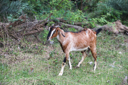 Goats Grazing green leaves in rural area