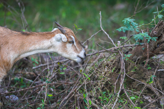 Goat Grazing small plants in rural area