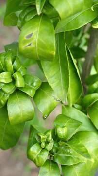 Citrus tree curled leaves aphid pest damage brown spots vertical macro agricultural
