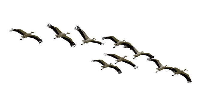 Flock of birds flying in formation against a white sky wings spread wide natural migration pattern