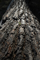 a low-angle, close-up perspective, this image highlights the intricate textures of weathered tree bark, defined by deep vertical ridges and a rugged surface. The dramatic lighting creates a stark cont