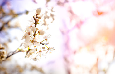 Portret gałązki jabłoni  © Karolina