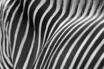 Abstract black and white pattern of zebra stripes and mane. © David