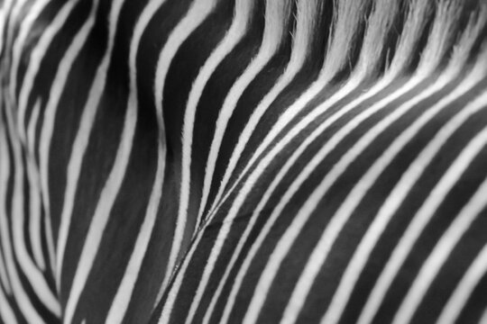 Abstract black and white pattern of zebra stripes and mane.
