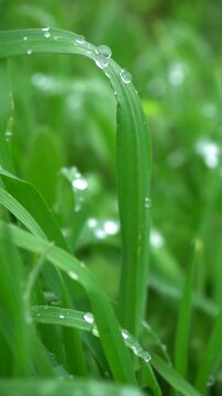Vertical Macro Grass with Dew Drops Moving in Wind, Fresh Green Background