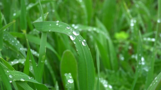 Macro Grass with Water Droplets Moving in Wind, Fresh Nature Background