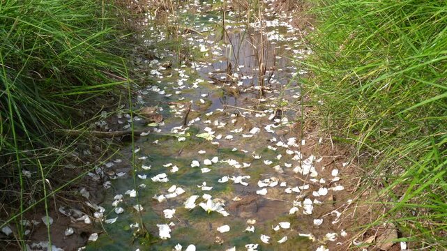 White Flower Petals Floating on Water Surface, Peaceful Nature Scene