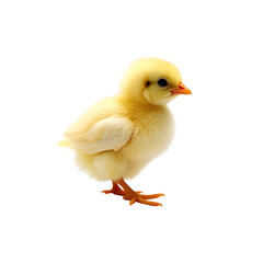 Obraz premium Fluffy Yellow Chick Looking Right Easy To Edit Transparent PNG Animal File