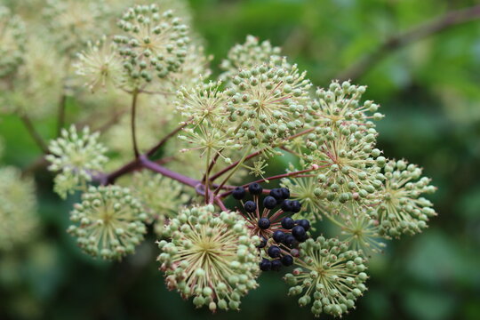 Aralia cordata or Japanese spikenard flower heads