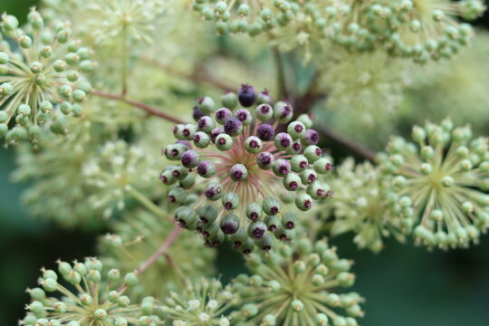 Aralia cordata or Japanese spikenard flower heads