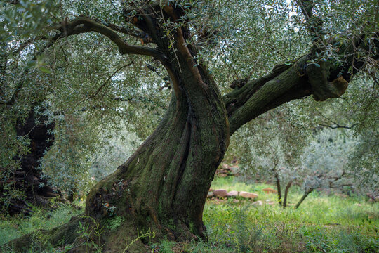 Olivo