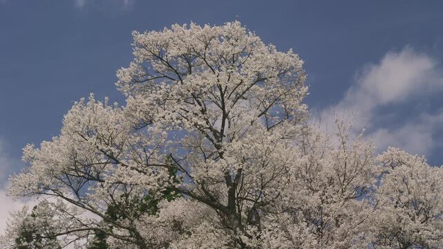 佛隆寺の千年桜