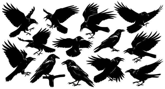 Collection of detailed black silhouette illustrations depicting crows in various flying poses