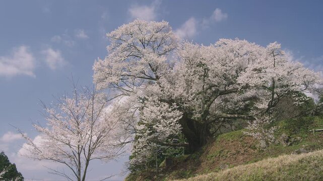 佛隆寺の千年桜