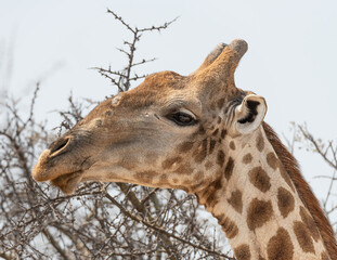 Close up of the head of a Giraffe in Etosha National Park, Namibia, Africa © dvlcom
