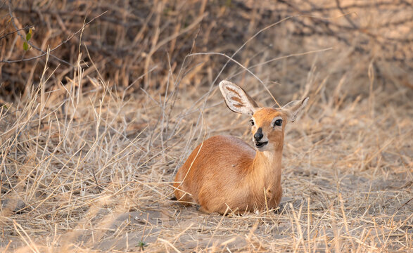Steenbok Also known as  Steinbuck or Steinbok in the Makgadikgadi Pans National Park, Botswana, Africa