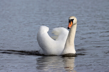 Obraz premium Mute swan