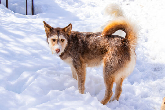 husky dog portrait
