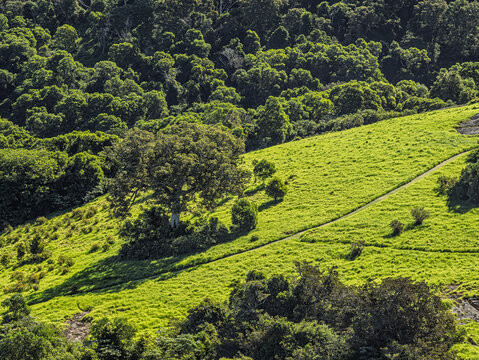 Tilba Hillside Close With Paths And Trees