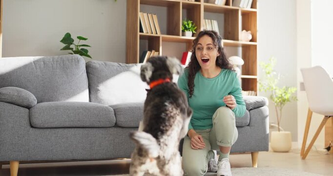 Woman training schnauzer dog indoors with toy. Excited pet jumps as the smiling owner kneels in a bright living room, showing play and training. Joyful pet training and bonding concept.