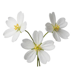 Obraz premium Three delicate white flowers with yellow centers in full bloom isolated on transparent background