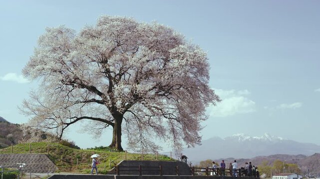一本桜」の写真素材 | 7,213件の無料イラスト画像 | Adobe Stock